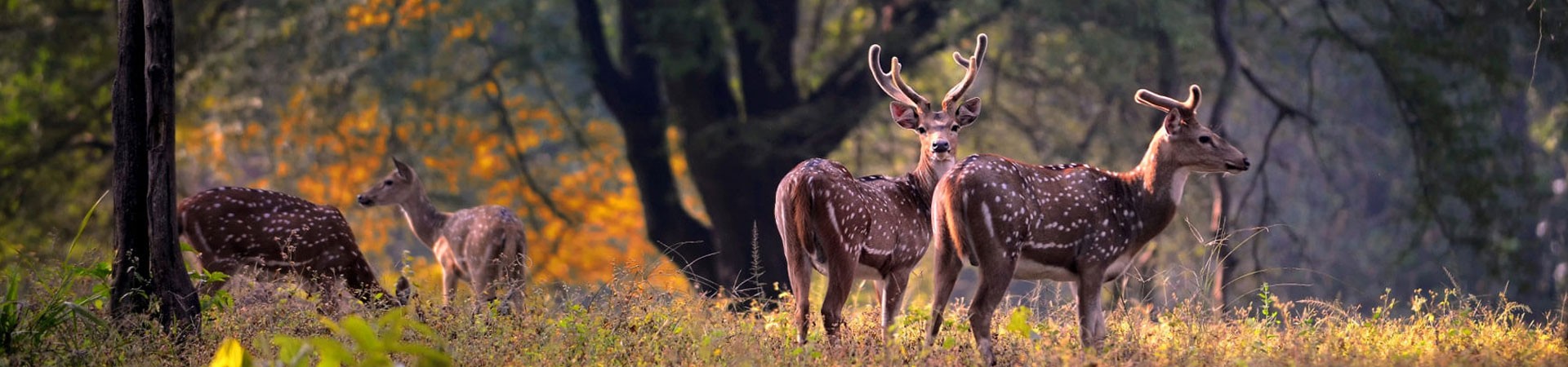 Madhya Pradesh