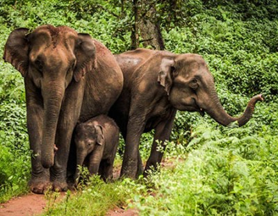 Taj Mahal With Wildlife Tour