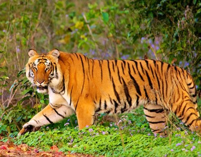 Bandhavgarh and Kanha Tour