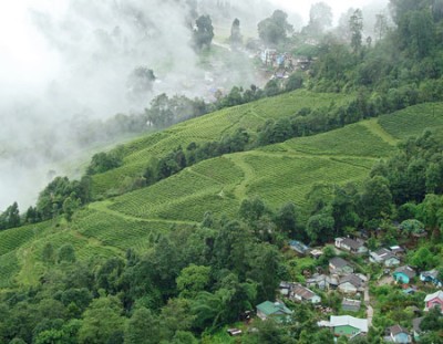 Darjeeling and Gangtok Tour