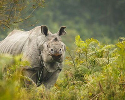 Manas Nameri And Kaziranga Tour