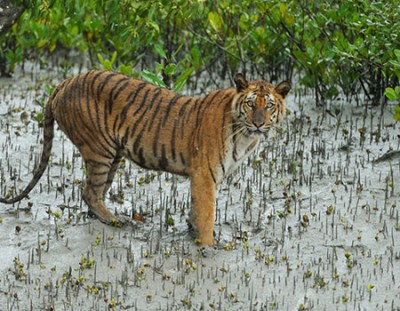 Tigers at Suderbans